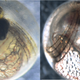 At left, a normally developed Atlantic killifish embryo, and at right, an embryo affected by a group of chemicals called PCBs. The fish on the right has a deformed heart. while killifish that have evolved tolerance to chemicals show limited signs of defects. (Image: Bryan Clark/U.S. EPA)